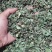 薄荷
