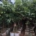 白糖罂荔枝嫁接苗，早熟品种