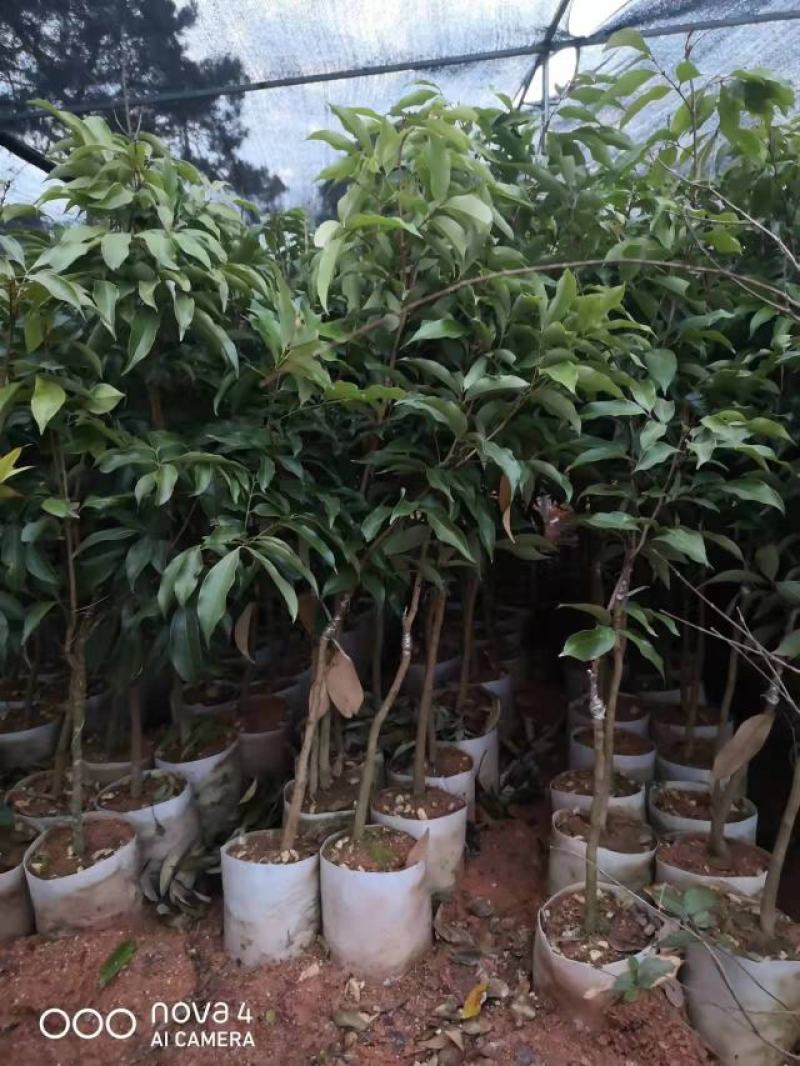 白糖罂荔枝嫁接苗，早熟品种