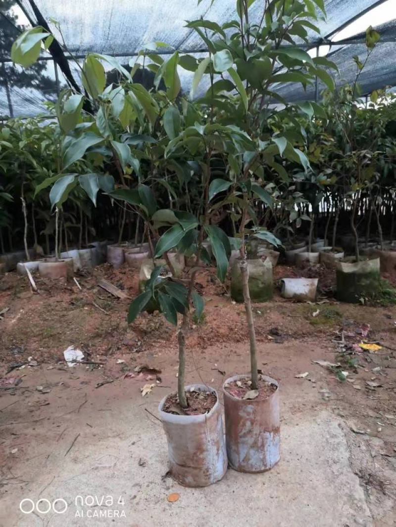 白糖罂荔枝嫁接苗，早熟品种