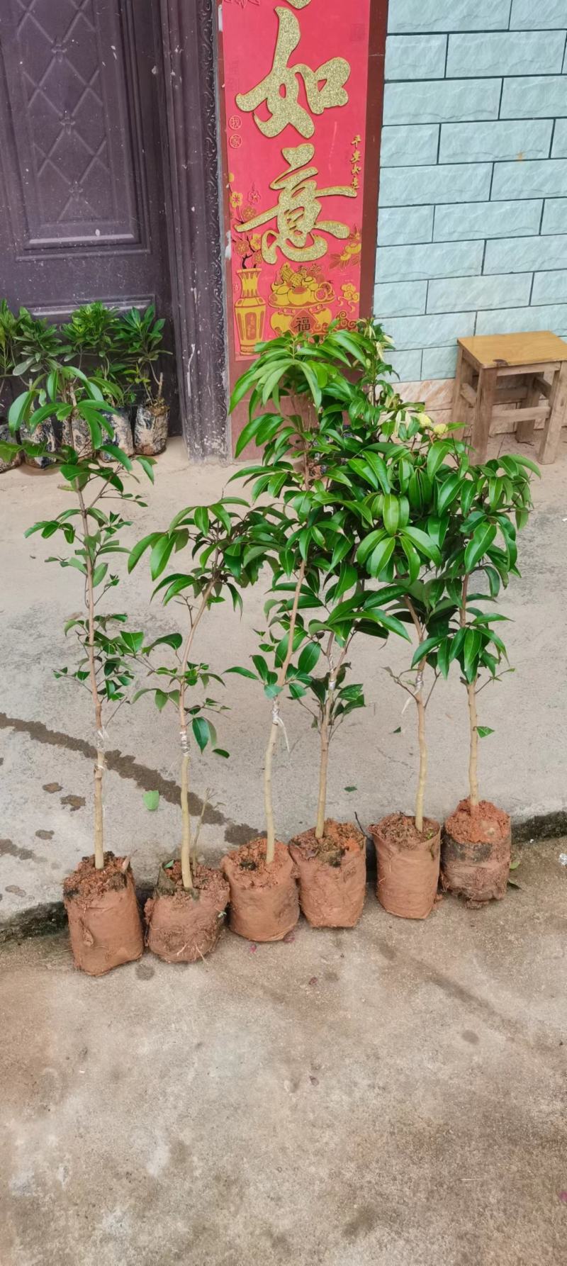 白糖罂荔枝嫁接苗，早熟品种