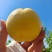 精品桃。“”水蜜桃，”黄桃现摘现卖口感好甜度高