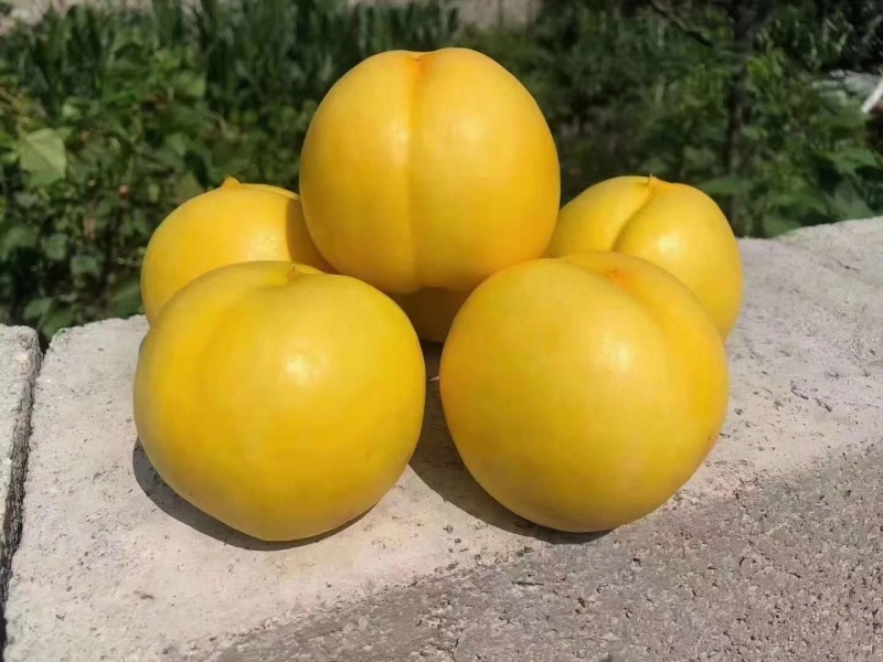 精品桃。“”水蜜桃，”黄桃现摘现卖口感好甜度高