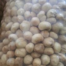【当季新货】古田猴头菇养胃农家特产猴头菇干货批发新鲜无硫