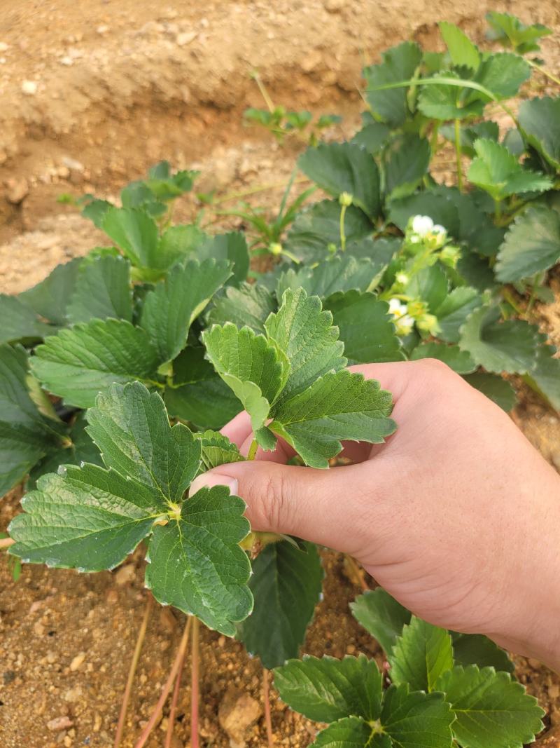 妙香七号草莓苗全国发货，提供种植，后期管理