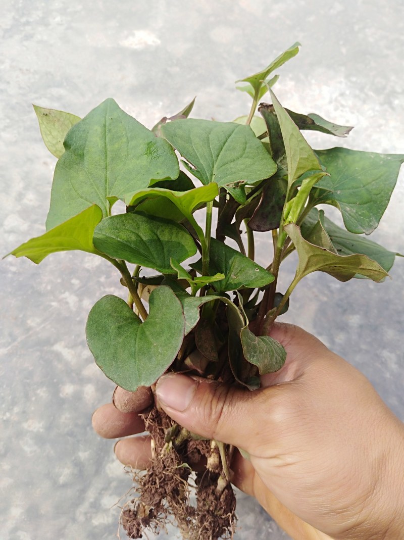 生折耳根鱼腥草种苗根茎繁殖四季可种适合盆栽家庭必备带土发