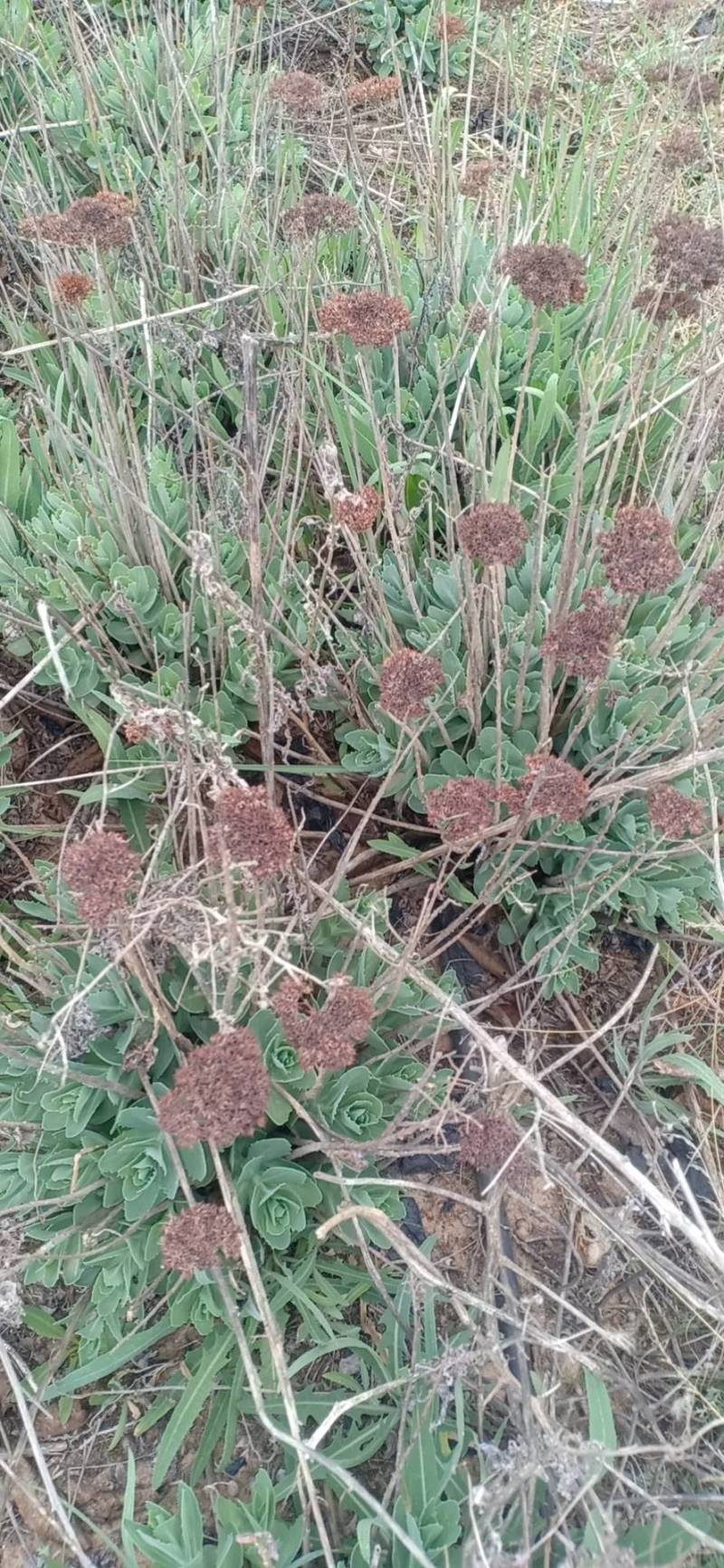 金娃娃萱草，萱草花，八宝景天