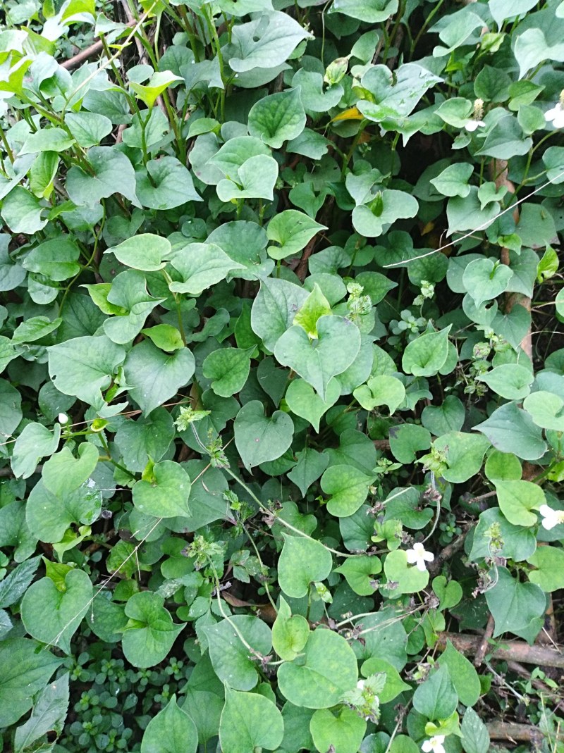 生折耳根鱼腥草种苗根茎繁殖四季可种适合盆栽家庭必备带土发