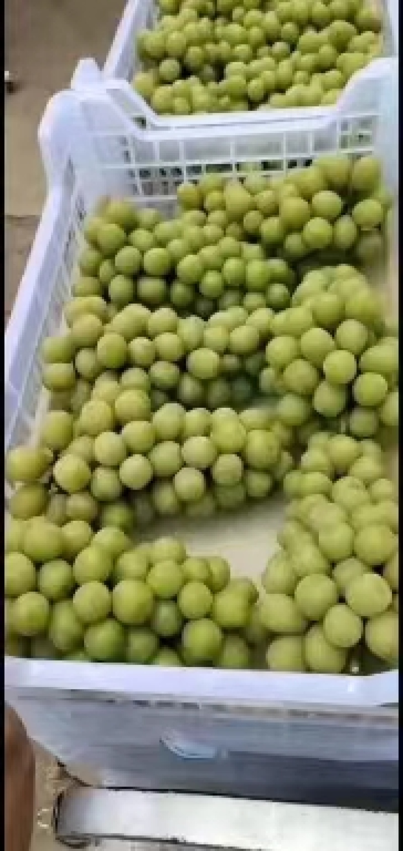 阳光玫瑰串型好，果粒饱满，万亩基地，原产地货源，口感纯正