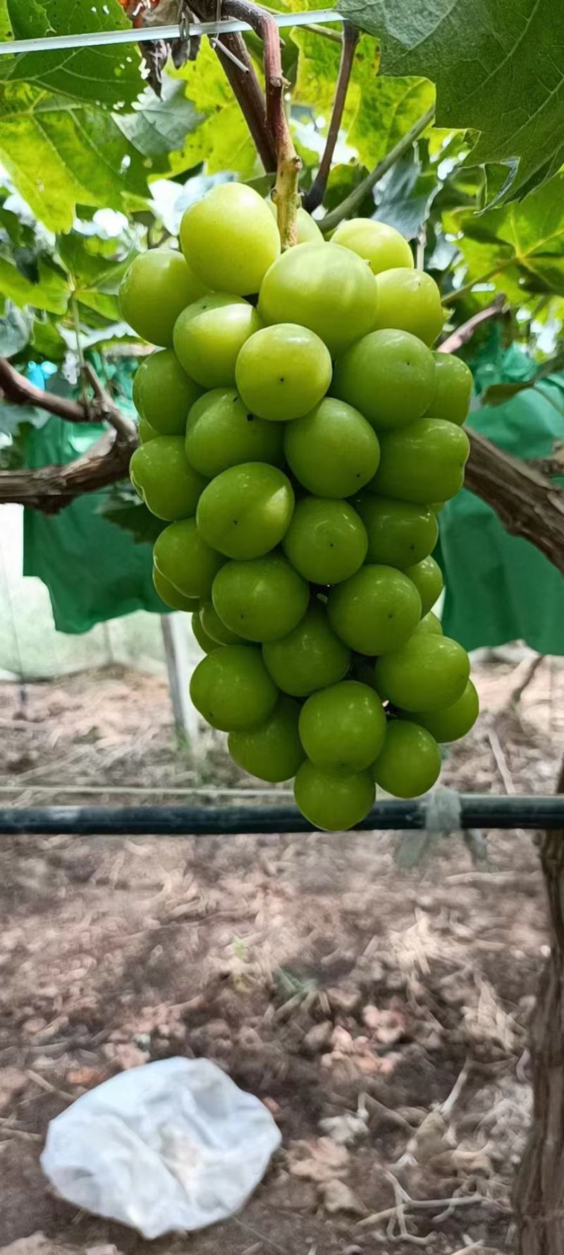 阳光玫瑰串型好，果粒饱满，万亩基地，原产地货源，口感纯正