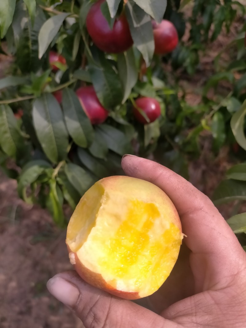 陆地油桃大量上市了，桃子脆甜，质量好欢迎新老客户前来选购