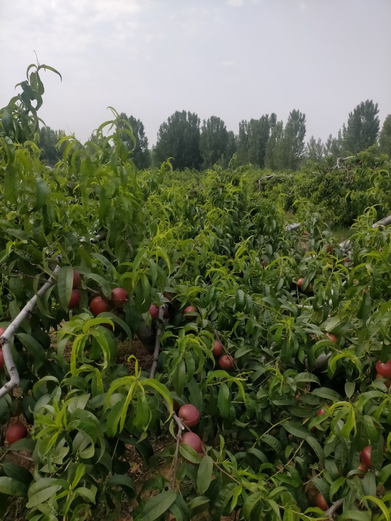 陆地油桃大量上市了，桃子脆甜，质量好欢迎新老客户前来选购