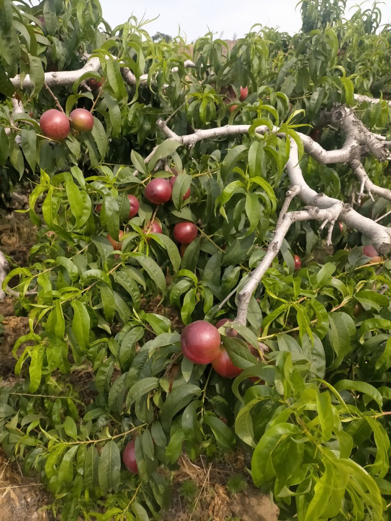 陆地油桃大量上市了，桃子脆甜，质量好欢迎新老客户前来选购