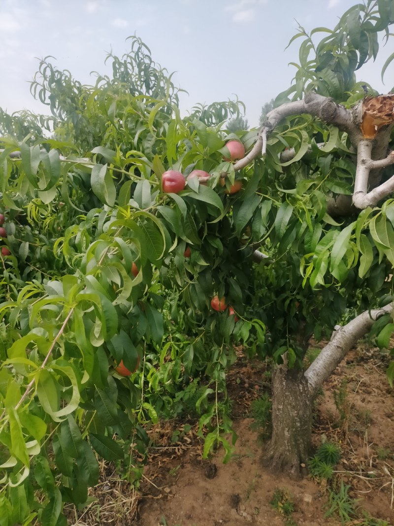 陆地油桃大量上市了，桃子脆甜，质量好欢迎新老客户前来选购