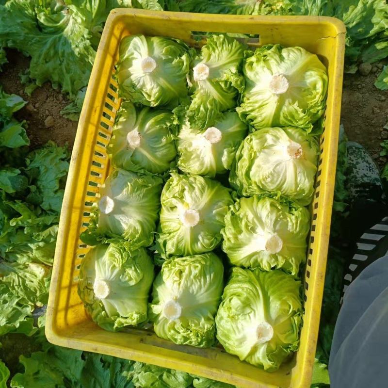 太白高山生菜上市