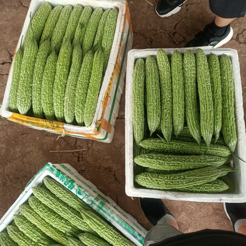 精品青油苦瓜，标准电商货，自已基地直供。日供十吨左右。