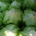 太白高山生菜上市