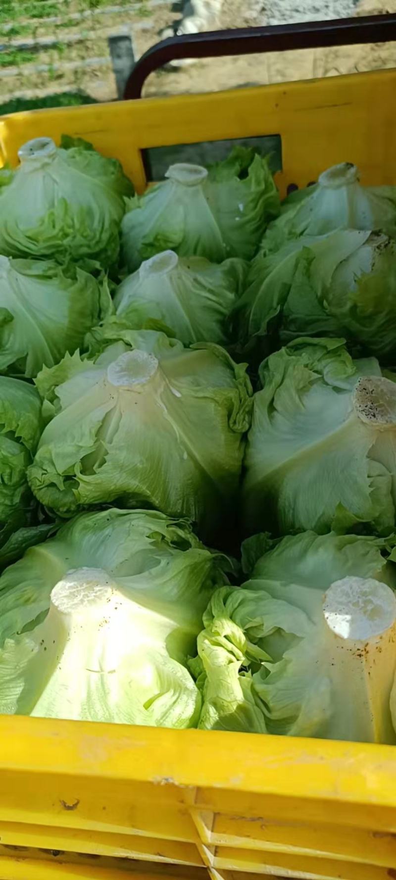 太白高山生菜上市
