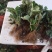 桃熏草莓苗，脱毒苗产量高，口感好，提供种植