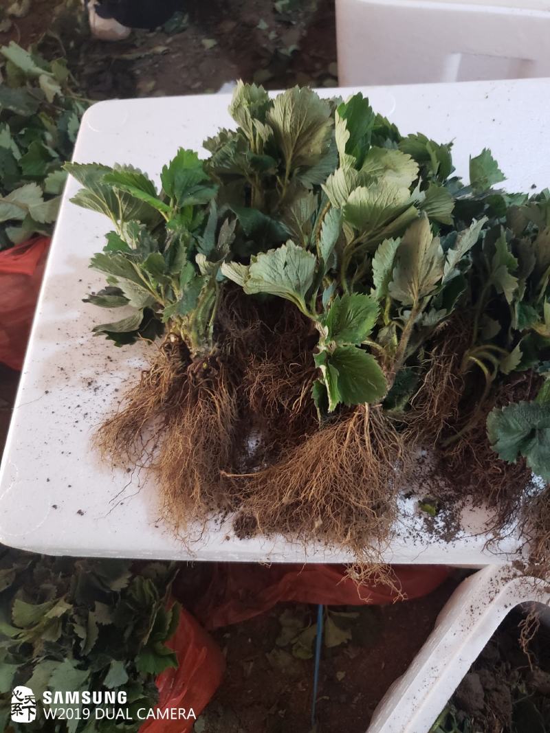 桃熏草莓苗，脱毒苗产量高，口感好，提供种植