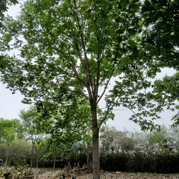 七叶树，七叶树基地，河南南阳。