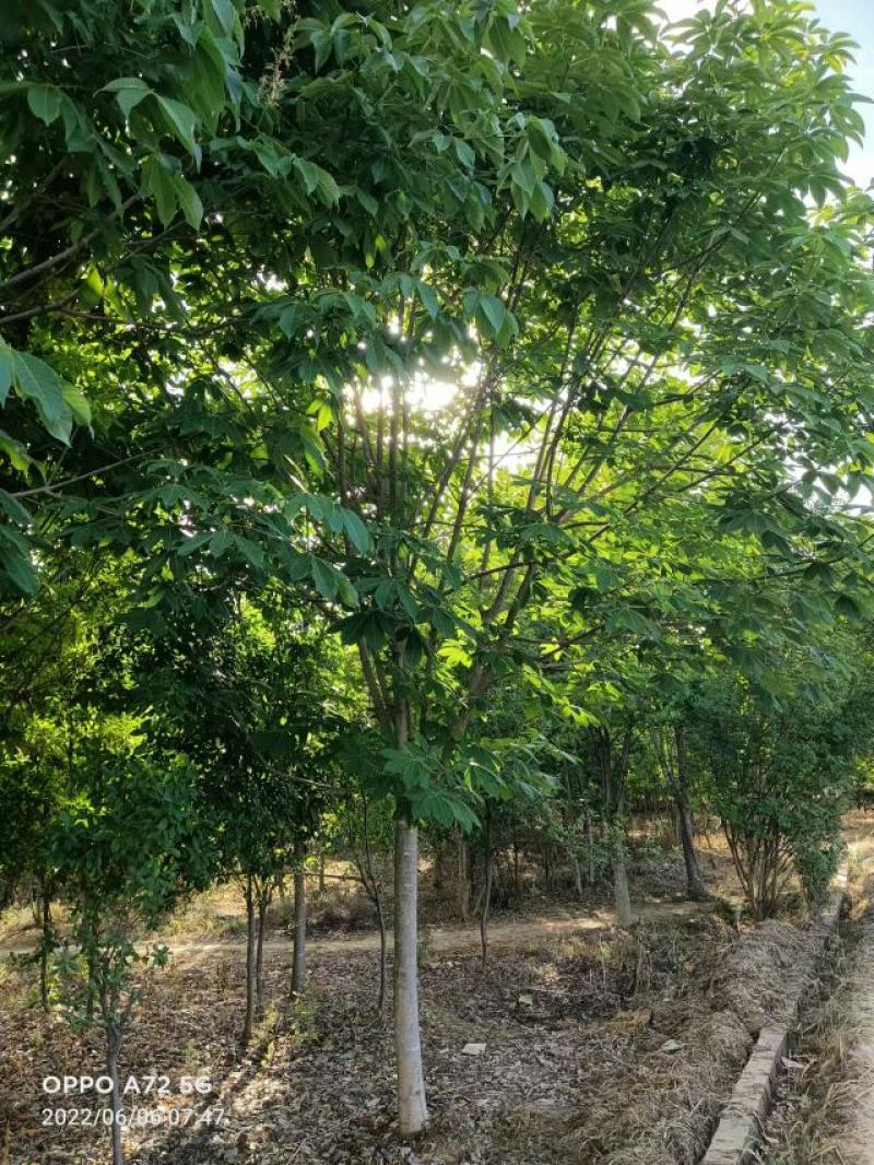 七叶树，七叶树基地，河南南阳。