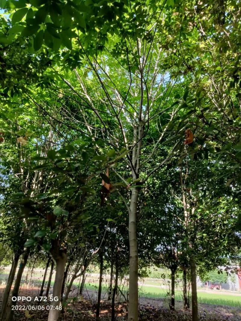 七叶树，七叶树基地，河南南阳。