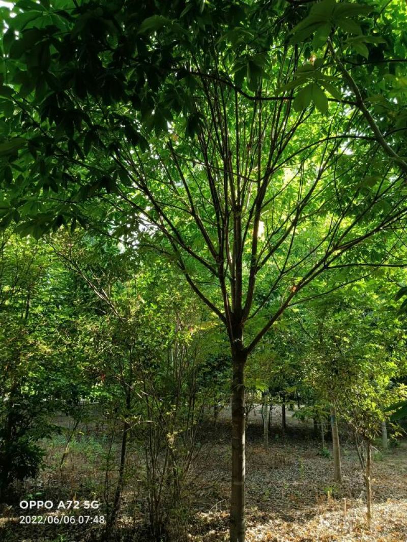 七叶树，七叶树基地，河南南阳。