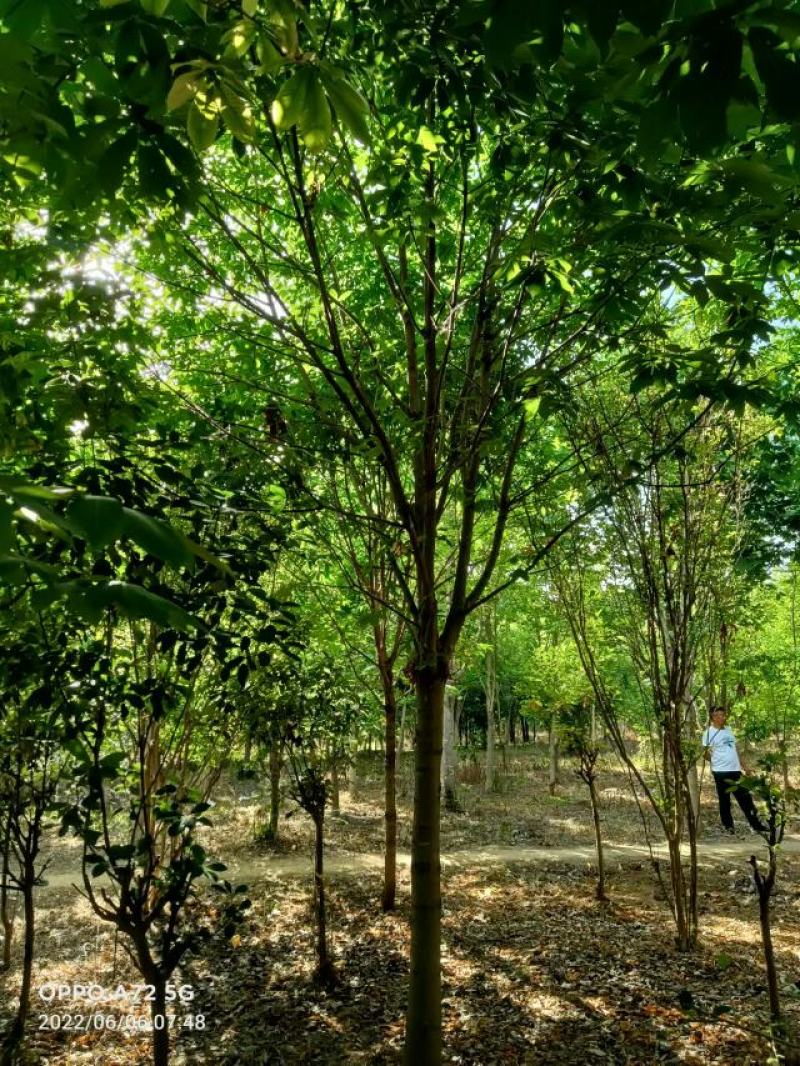 七叶树，七叶树基地，河南南阳。