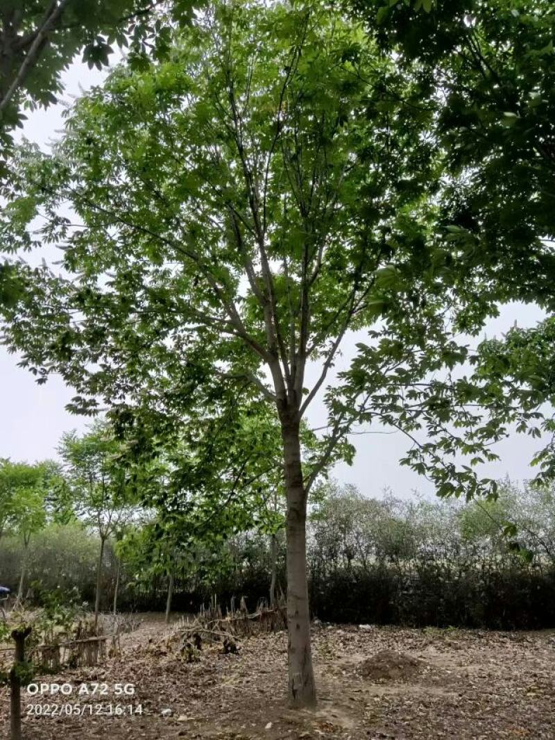 七叶树，七叶树基地，河南南阳。