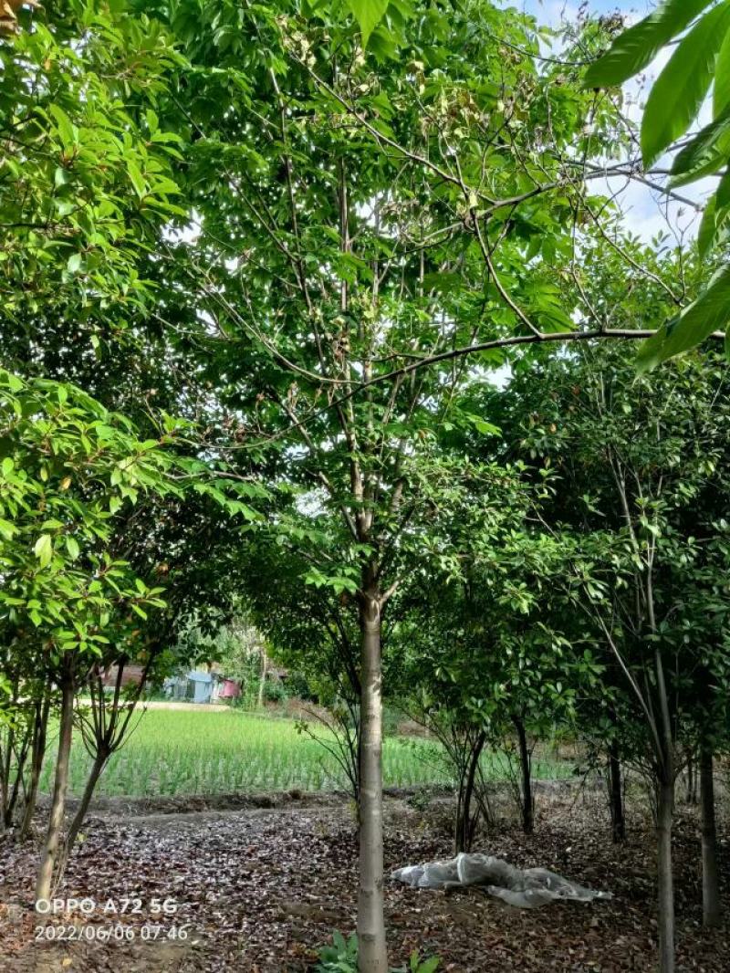 七叶树，七叶树基地，河南南阳。