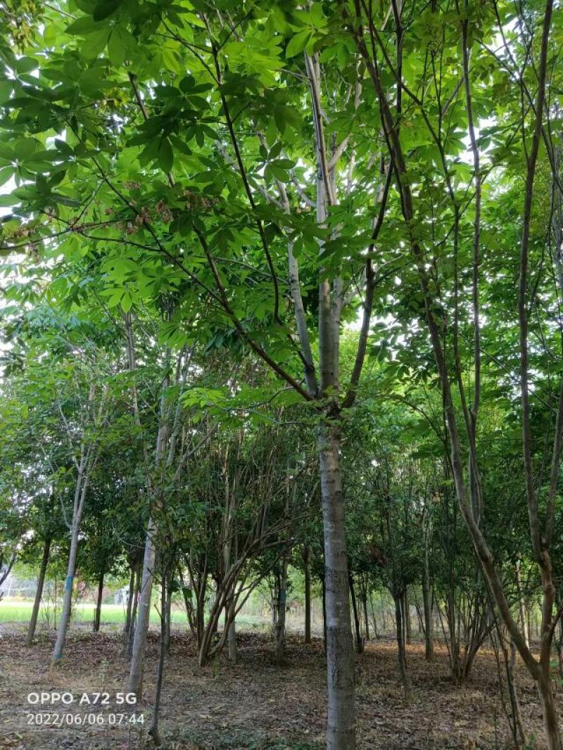 七叶树，七叶树基地，河南南阳。