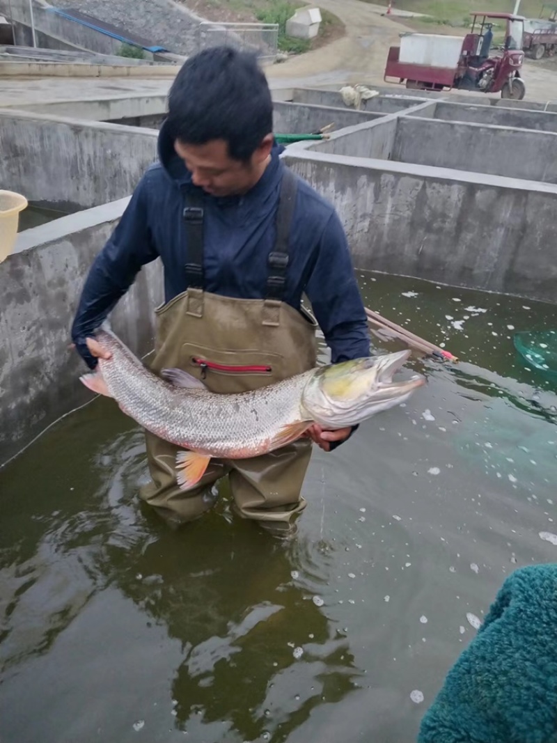 【牛商推荐】鳡鱼苗、公分苗、直接下池塘即可、一手货🔥