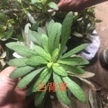 野生白背草白花地胆头白背仔