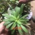 野生白背草白花地胆头白背仔