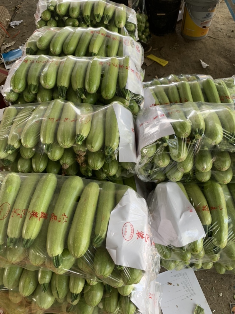 【精品】山东绿皮西葫芦产地直发，诚信经营，价格便宜