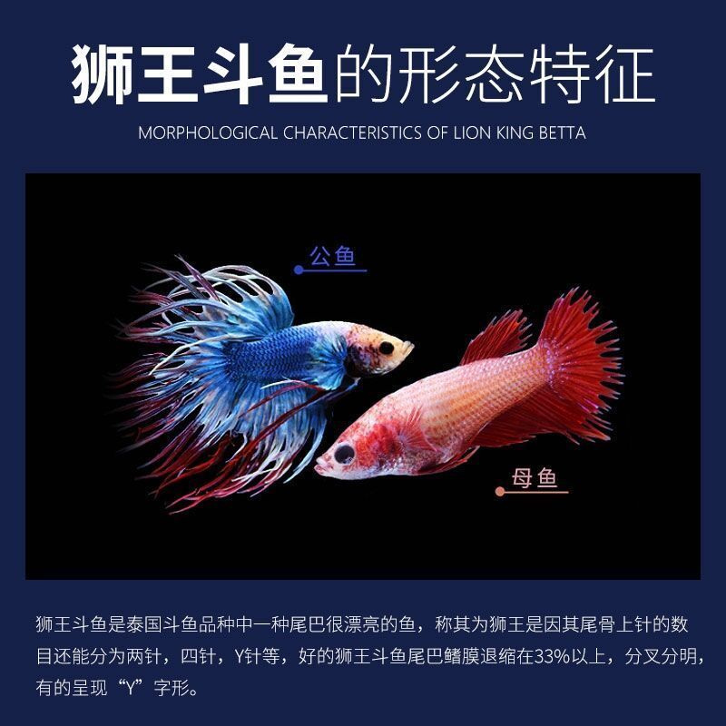 斗鱼半月狮王马尾公母活体耐养耐活小型淡水宠物鱼观赏热