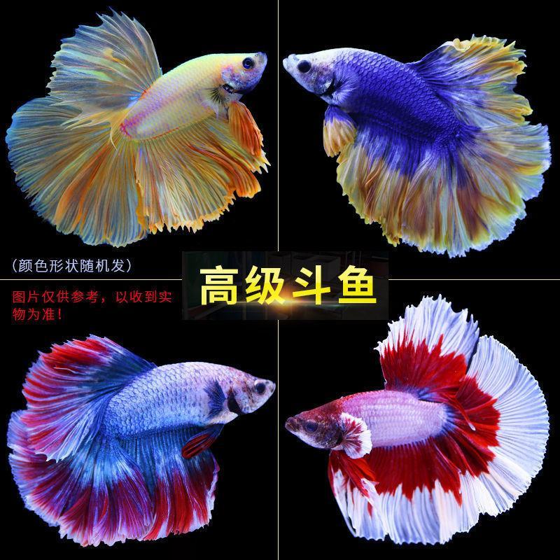 斗鱼半月狮王马尾公母活体耐养耐活小型淡水宠物鱼观赏热