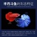 斗鱼半月狮王马尾公母活体耐养耐活小型淡水宠物鱼观赏热