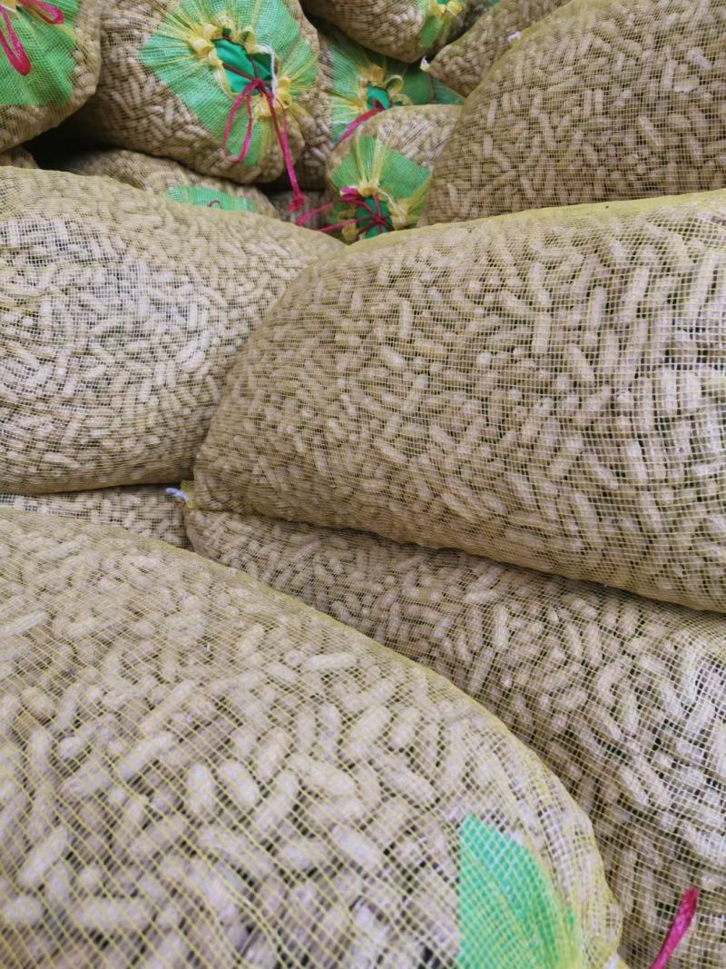 过筛子手捡果，小鲁花，白沙大果精品鲜花生对接商超市场档口