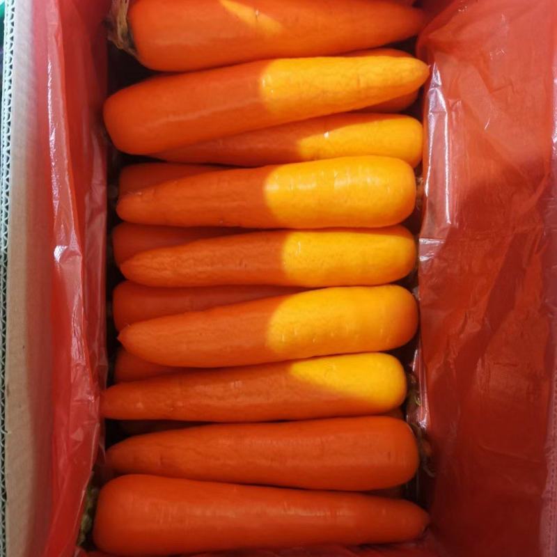 (精品)三红胡萝卜水洗土货电商市场超市档口支持各种规