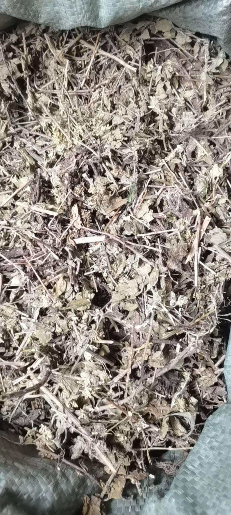 土茵陈，野生品种，产地直供，量大从优！