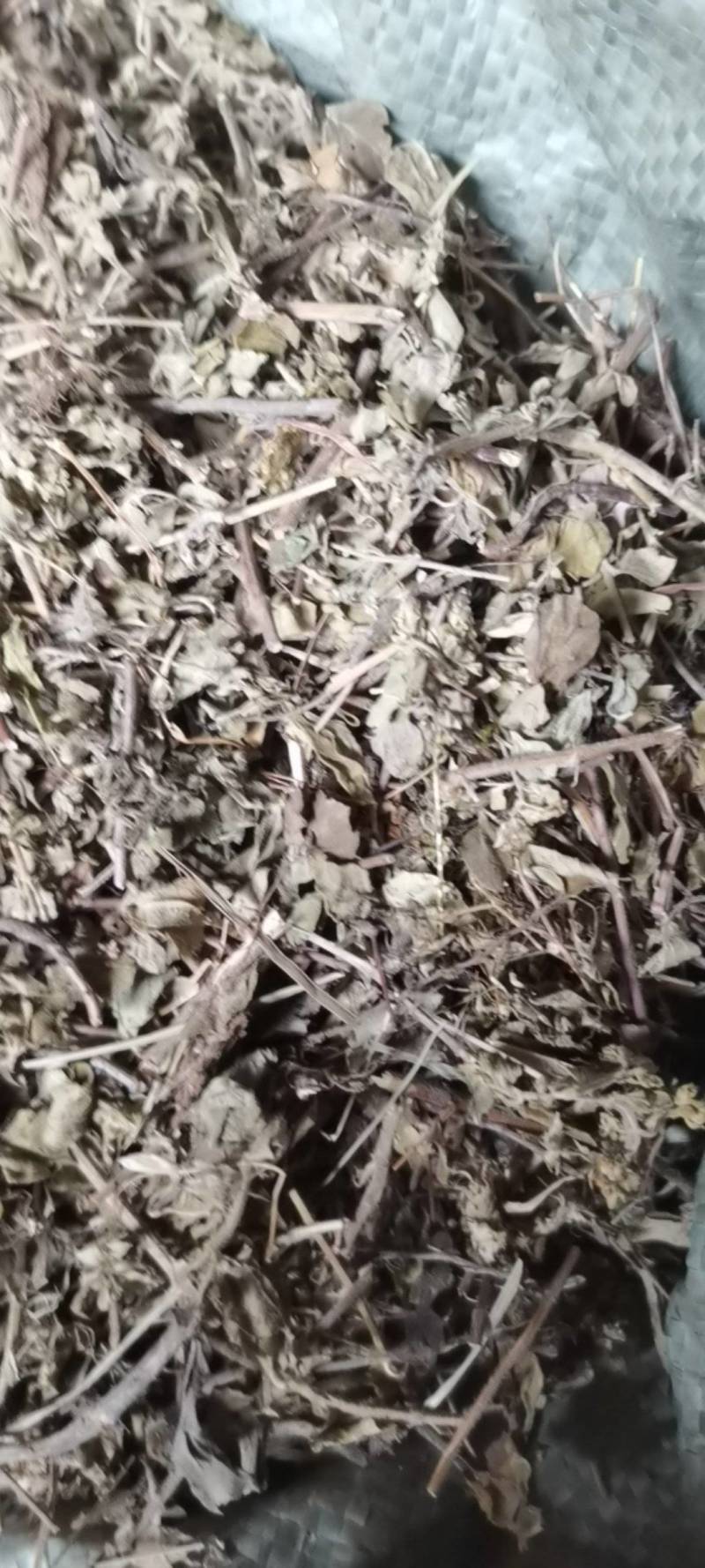 土茵陈，野生品种，产地直供，量大从优！