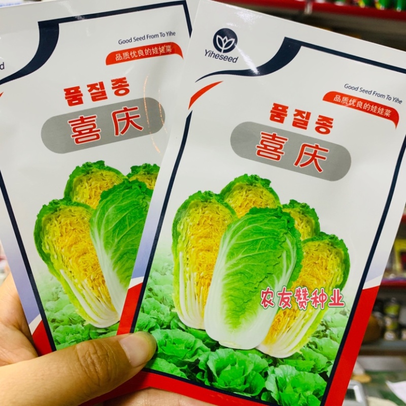 品质优良的娃娃菜种子义和喜庆娃娃菜杂交种春秋早熟品种