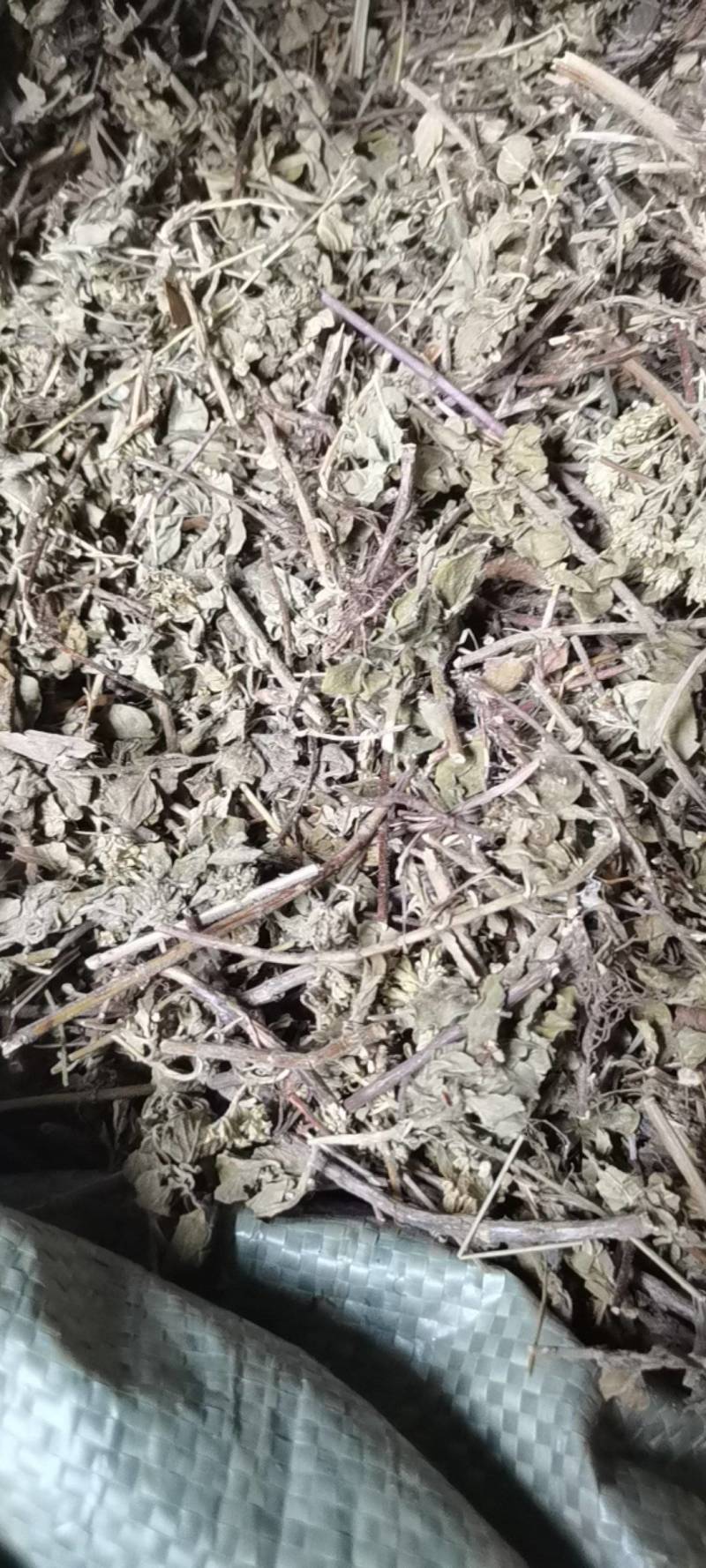 土茵陈，野生品种，产地直供，量大从优！