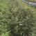 辽宁开原耐寒蔷薇小苗杯苗工程苗繁育基地