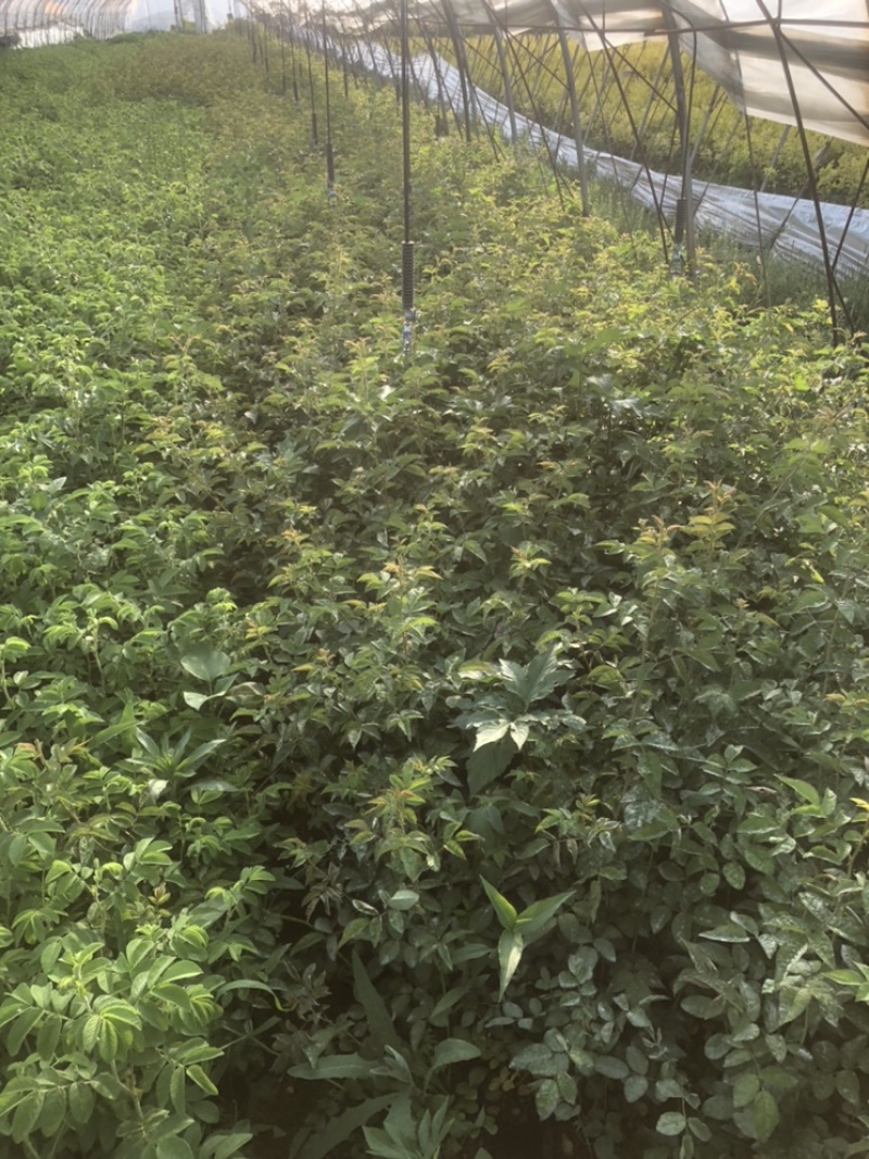 辽宁开原耐寒蔷薇小苗杯苗工程苗繁育基地