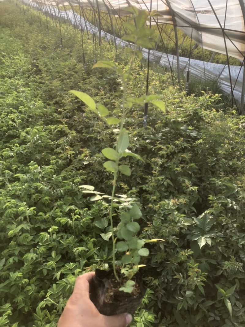 辽宁开原耐寒蔷薇小苗杯苗工程苗繁育基地