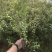 辽宁开原耐寒蔷薇小苗杯苗工程苗繁育基地