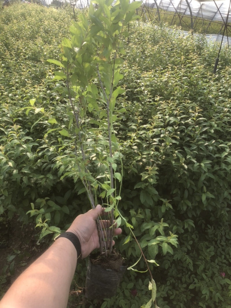 辽宁开原耐寒蔷薇小苗杯苗工程苗繁育基地